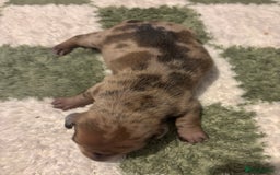 Miniature Dachshund dogs for sale: Miniature dachshund puppies!  - Advert 6