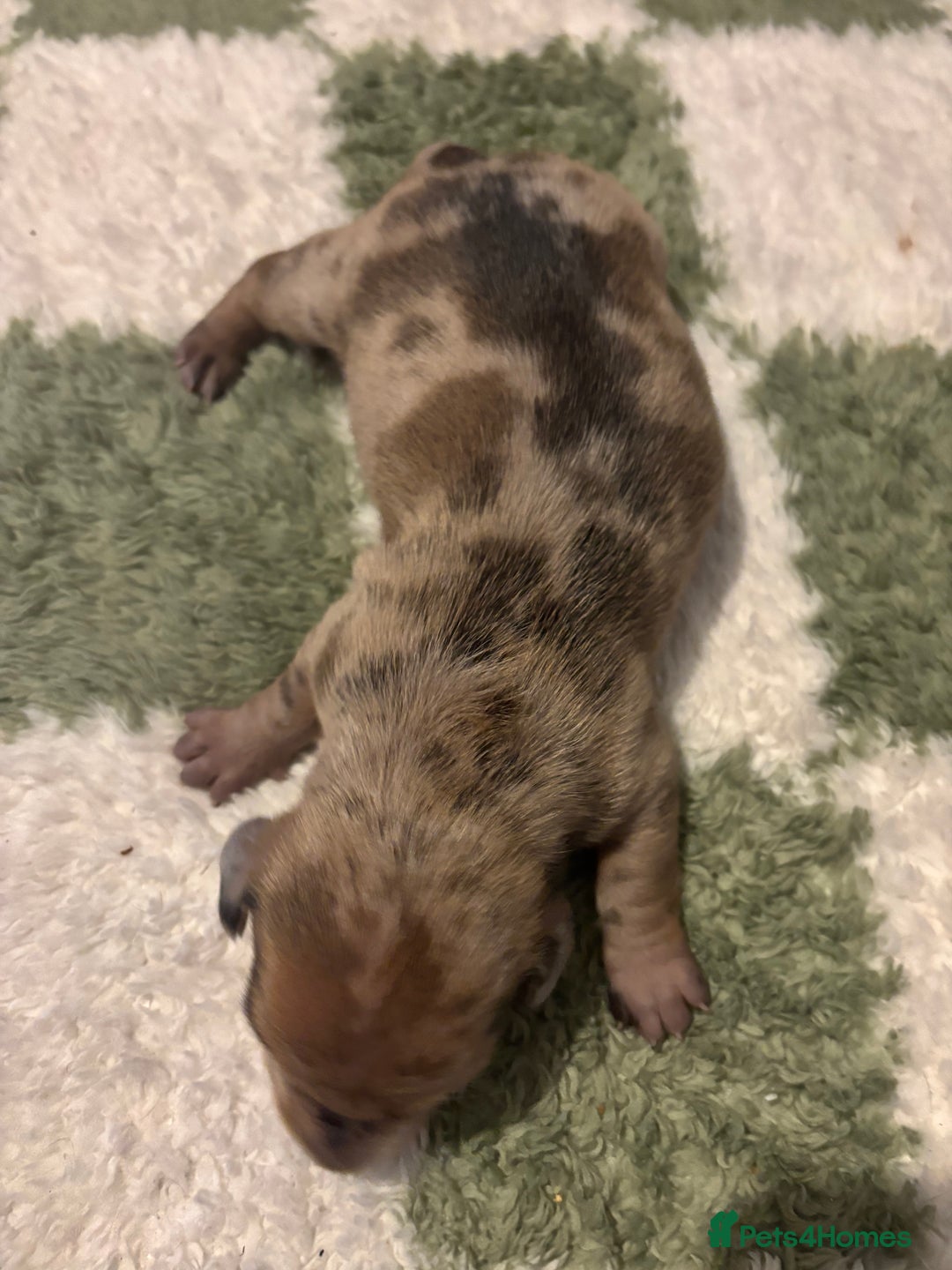 Miniature Dachshund dogs for sale: Miniature dachshund puppies!  - Advert 6