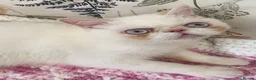 Exotic cats for sale: Colour Point Exotic Kittens GCCF Registered  - Advert 5