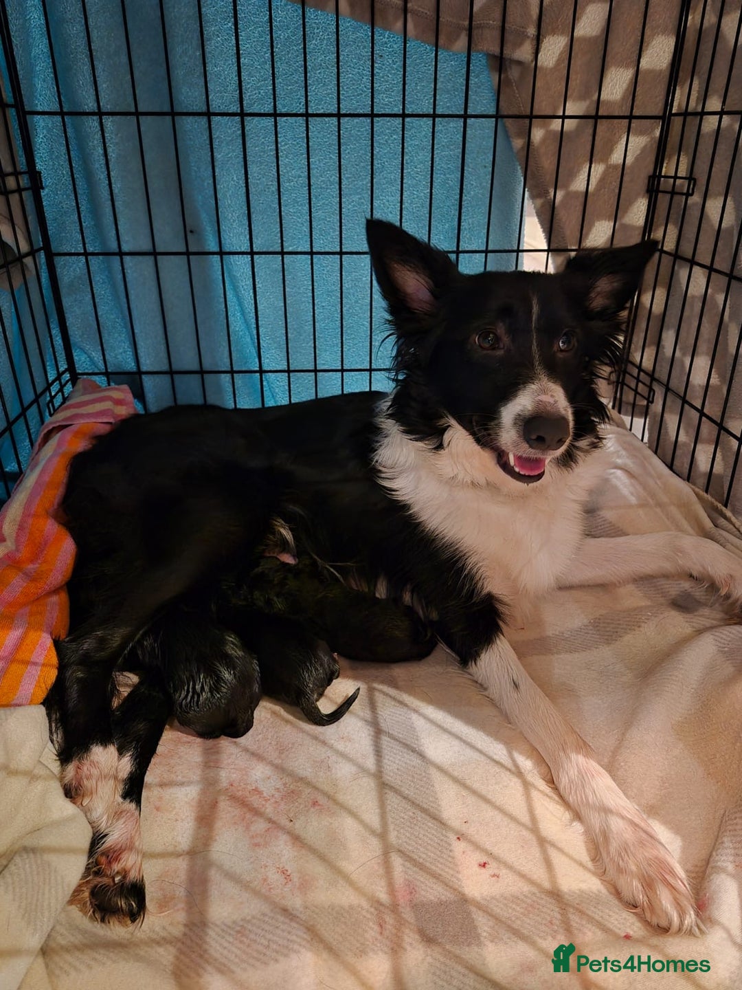 Borador dogs for sale: Perfect addition to any family 🐶🐾 - Advert 8