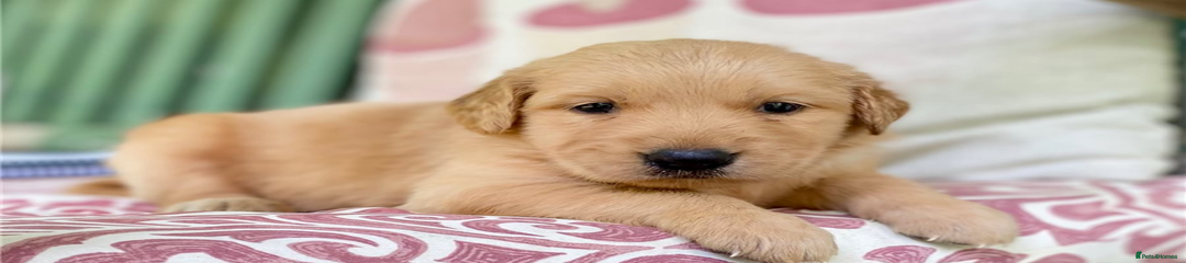 Teddy 
