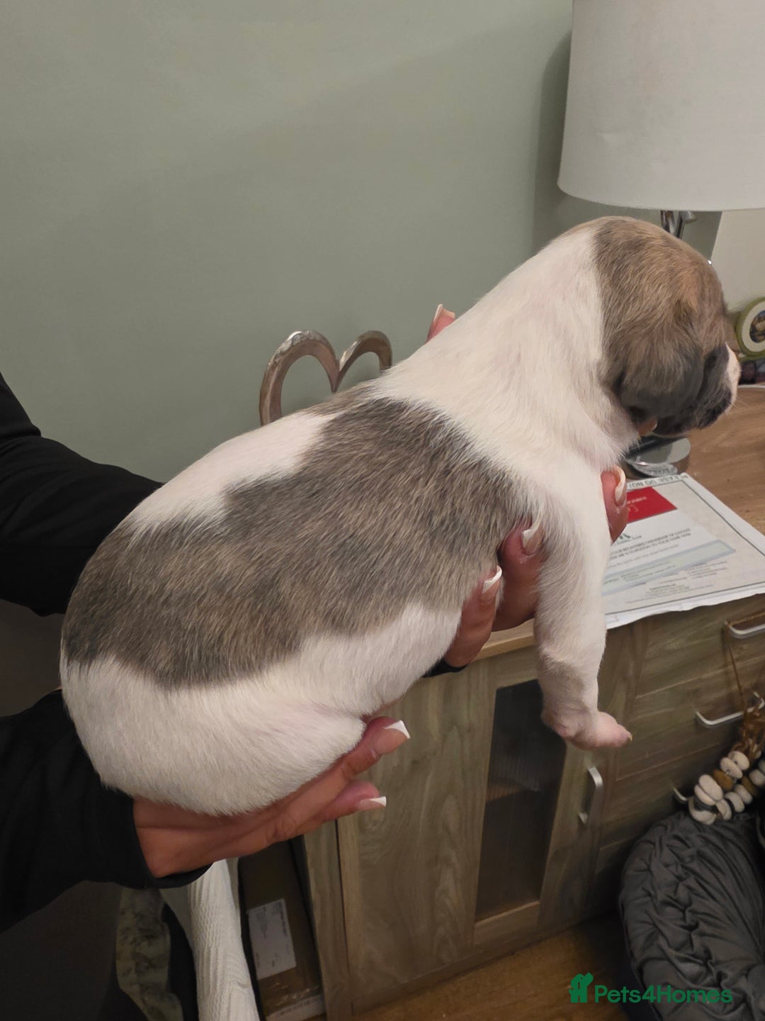 Whippet dogs for sale: Whippet pups for sale - Advert 9