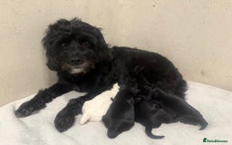 Cockapoo dogs for sale: Cockapoo Puppies Looking For Their Forever Home  - Image 6
