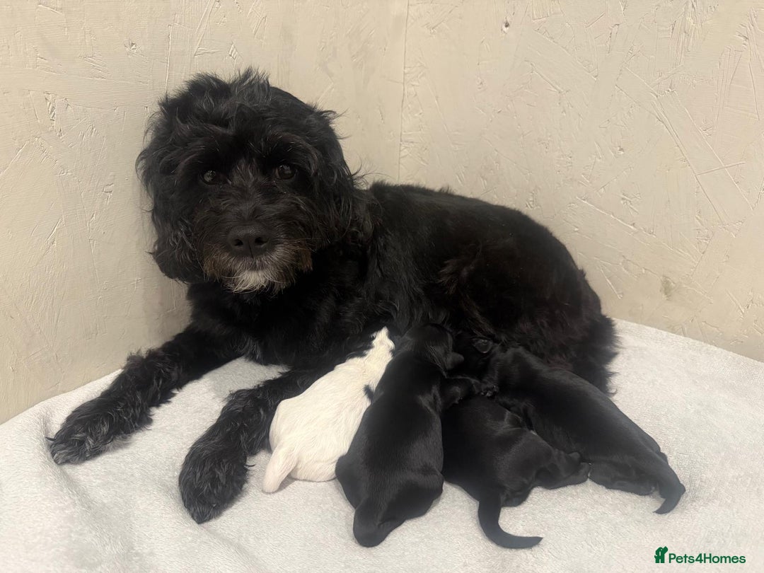 Cockapoo dogs for sale: Cockapoo Puppies Looking For Their Forever Home  - Image 6