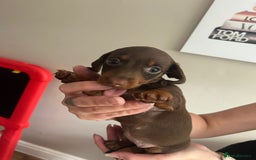 Miniature Dachshund dogs for sale: Beautiful daschund puppies - Image 12