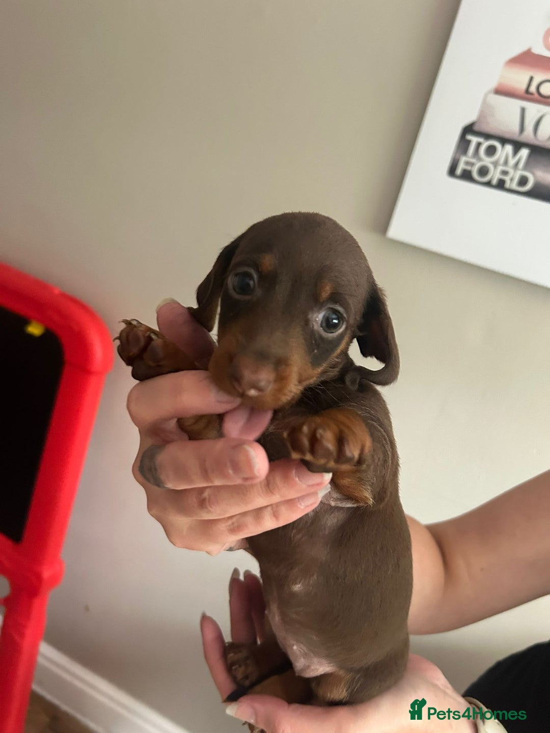 Miniature Dachshund dogs for sale: Beautiful daschund puppies - Image 12