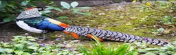 Pheasants poultry for sale: Week old lady Amherst Pheasant poults  - Advert 1