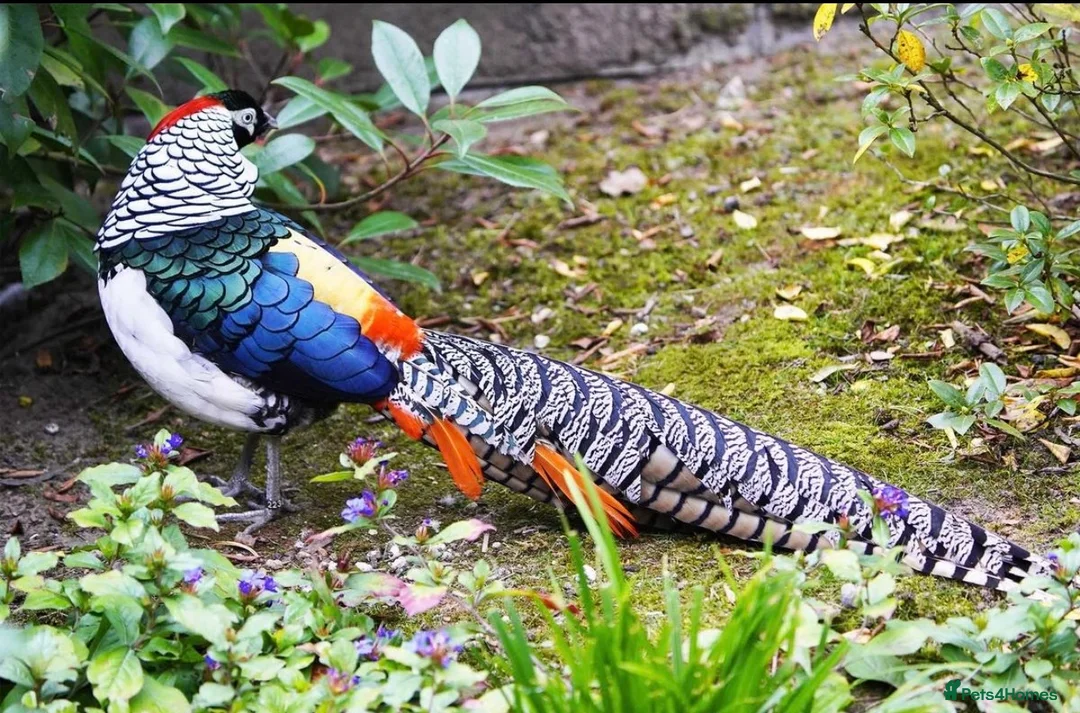 Pheasants poultry for sale: Week old lady Amherst Pheasant poults  - Advert 1
