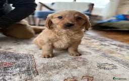 Golden Retriever dogs for sale: Golden retriever puppies - Image 7