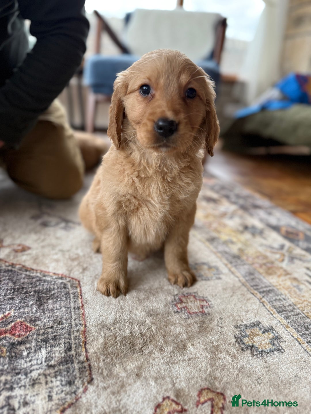 Golden Retriever dogs for sale: Golden retriever puppies - Image 7