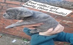 French Bulldog dogs for sale: 6 beautiful frenchies  - Image 13