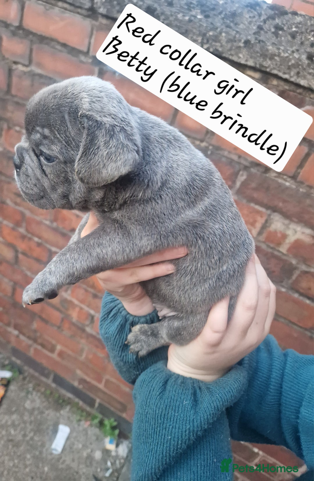 French Bulldog dogs for sale: 6 beautiful frenchies  - Image 13