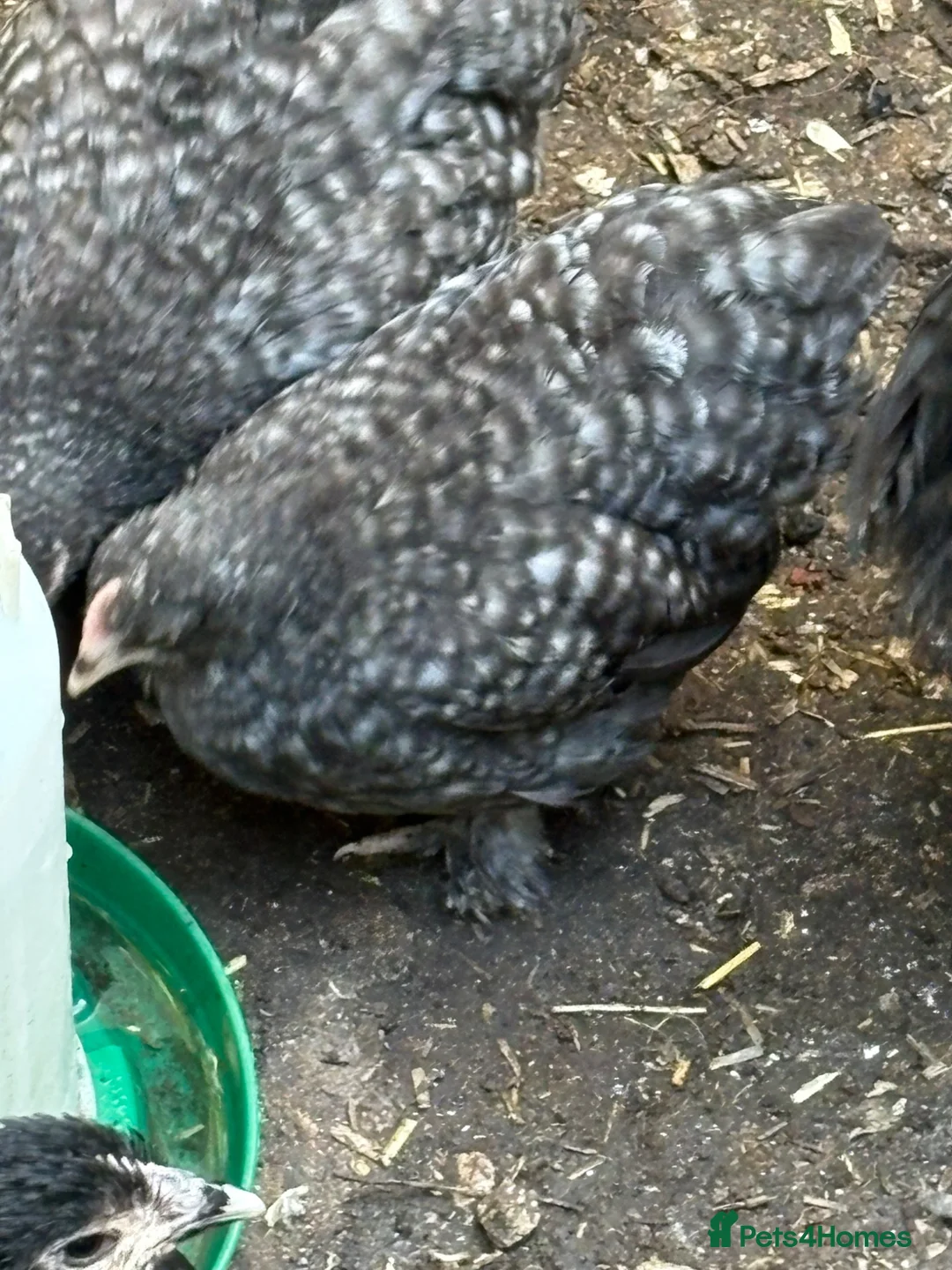 Chickens poultry for sale: Beautiful cuckoo pekin pullets Sexed hens 7 weeks  - Advert 3