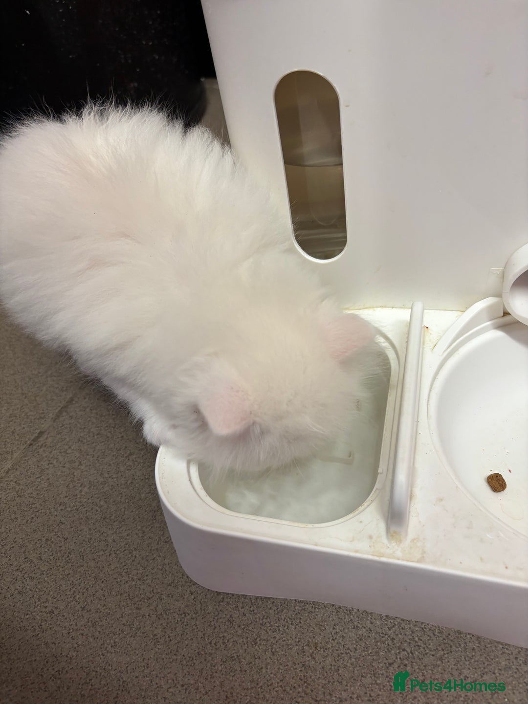 Persian cats for sale: 2 beautiful Persian/ ragdoll boys  - Image 5
