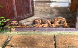 Mixed Breed dogs for sale: Beautiful setter pups Gordon/Irish  - Image 5