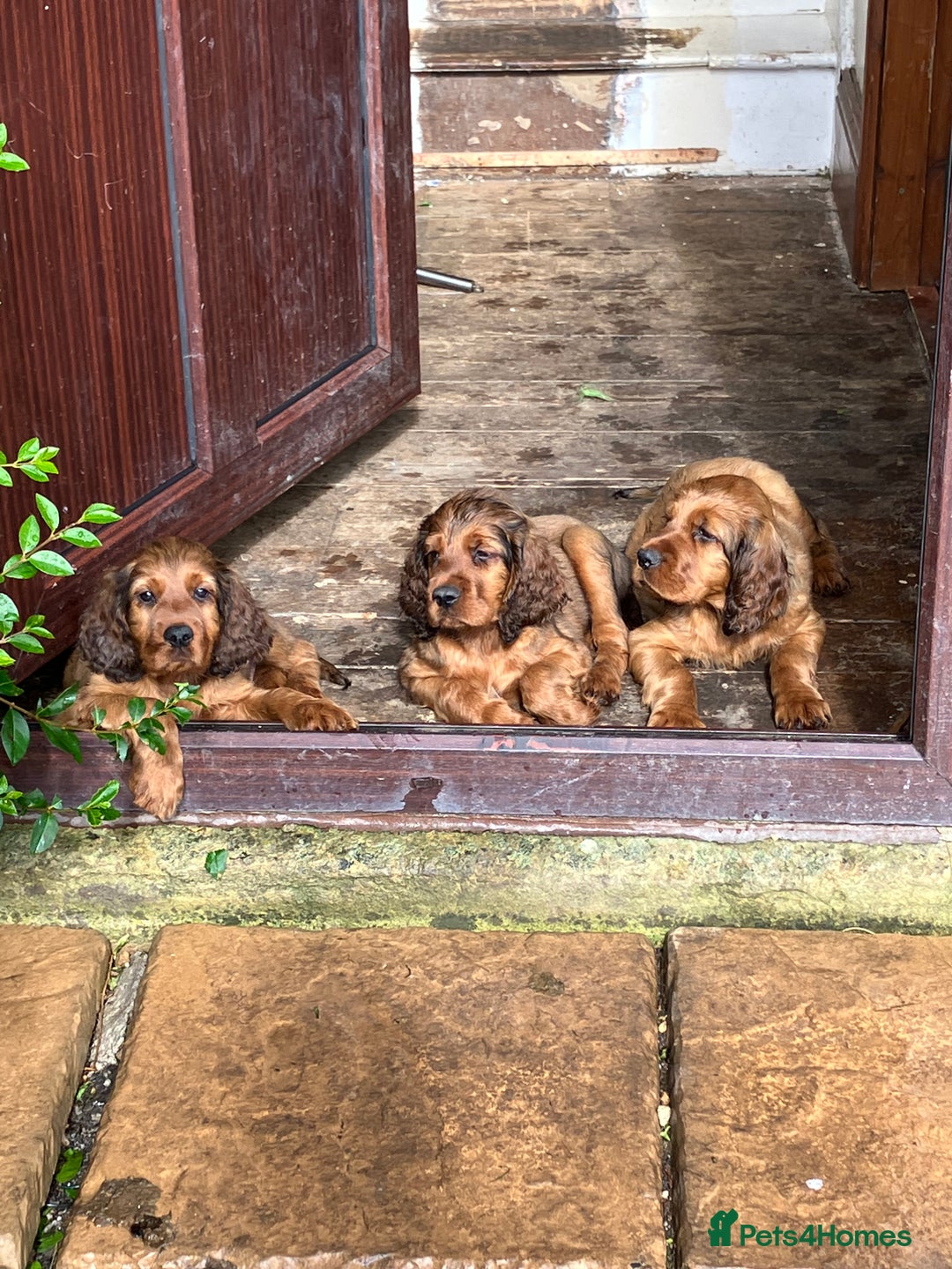 Mixed Breed dogs for sale: Beautiful setter pups Gordon/Irish  - Image 5