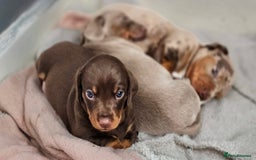 Dachshund dogs for sale: Billy  - Image 7