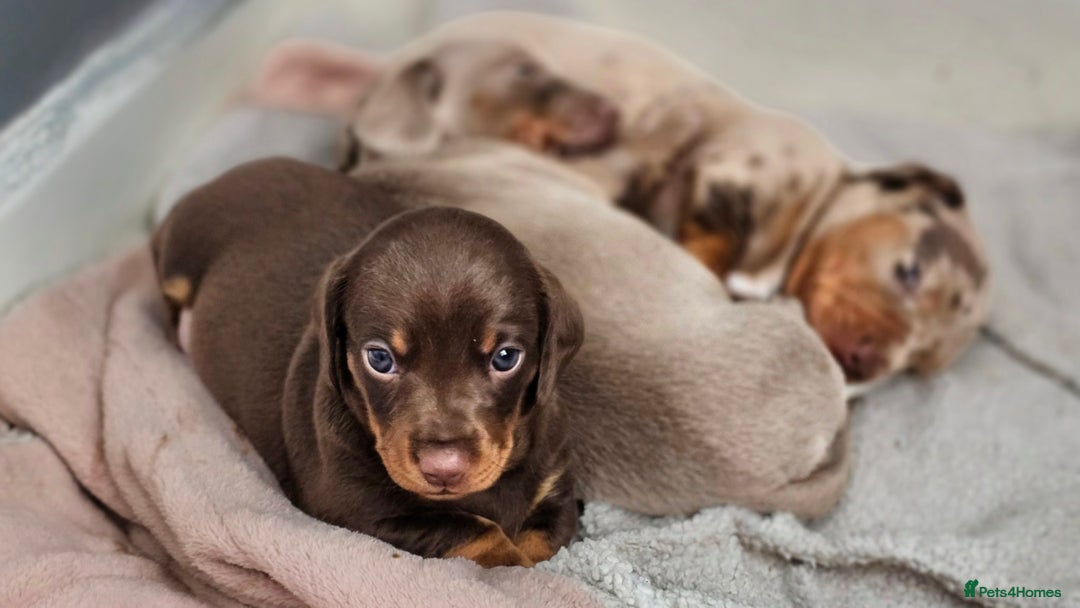 Dachshund dogs for sale: Billy  - Image 7