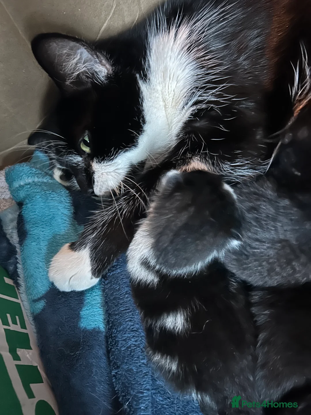 British Shorthair cats for sale: Black female kitten - Advert 4