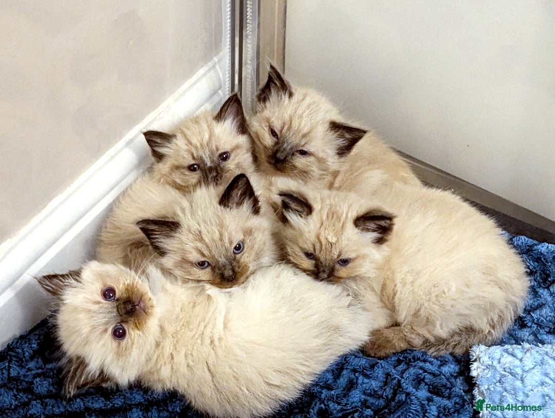 Ragdoll cats for sale: One beautiful Seal mink Ragdoll boy left - Image 5