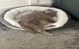 British Shorthair cats for sale: Lilac British Shorthair re-homing as only female  - Image 6