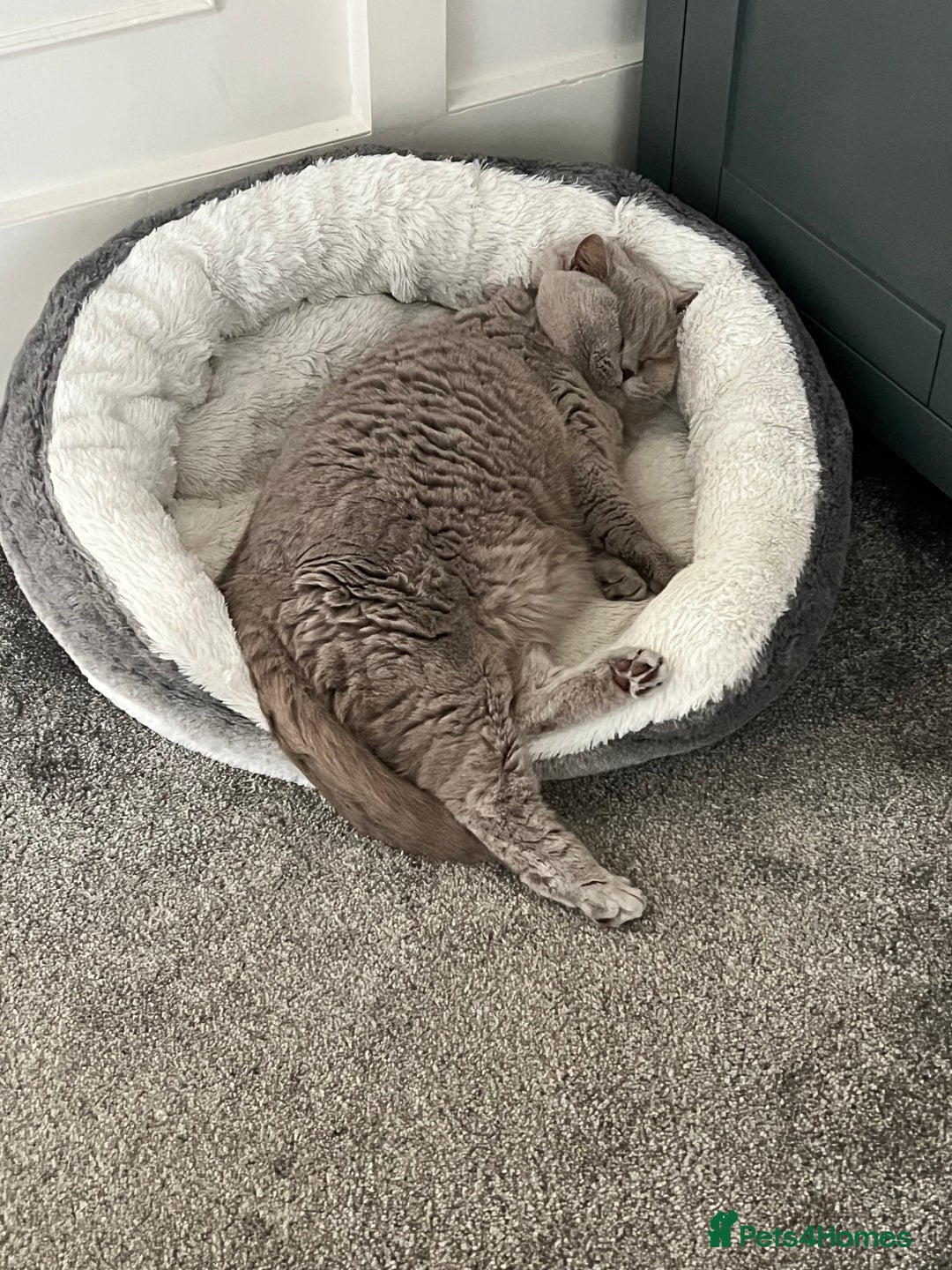 British Shorthair cats for sale: Lilac British Shorthair re-homing as only female  - Image 6