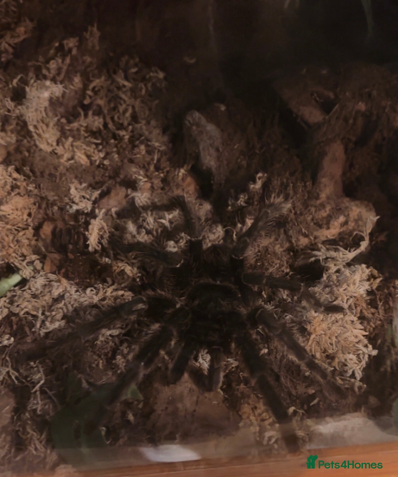 Tarantulas invertebrates for sale: Brazilian Salmon Pink Bird eater - Advert 4