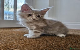 Maine Coon cats for sale: XL Maine Coon kittens - Image 22