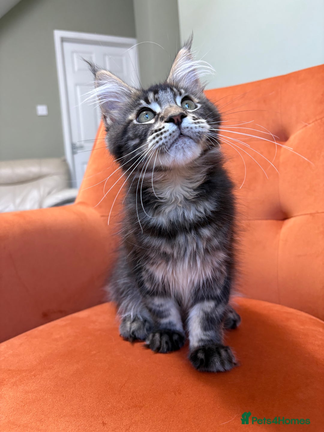 Maine Coon cats for sale: ✨Maine Coon Kittens Available - Champion Pedigree✨ - Image 2