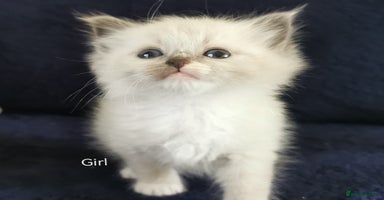 Siberian cats - Advert 2