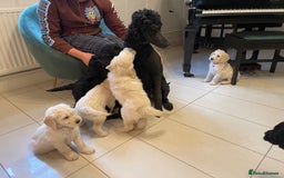 Goldendoodle dogs for sale: Stunning Goldendoodle puppies - Image 24