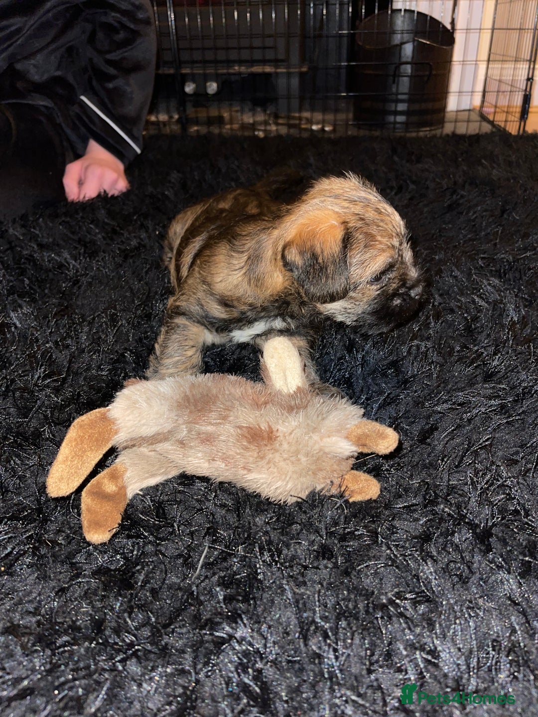 Border Terrier dogs for sale: Beautiful boarder terrier  - Advert 5