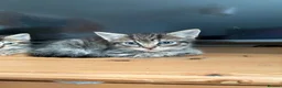 Mixed Breed cats for sale: Tabby kittens looking for loving home - Advert 12