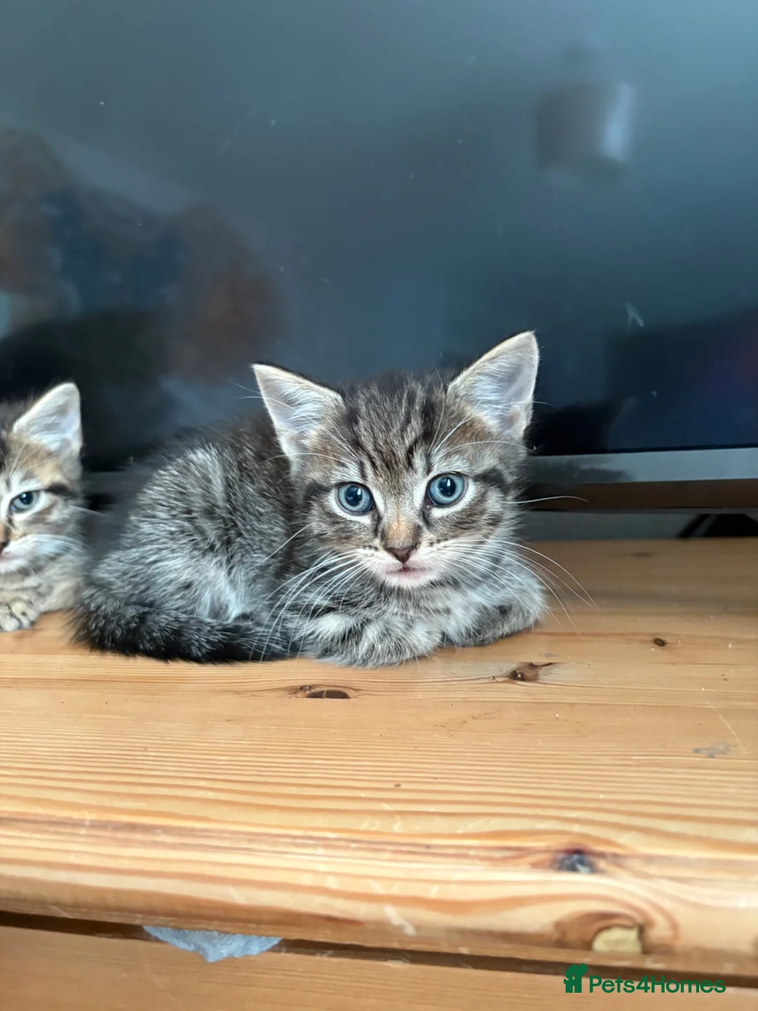 Mixed Breed cats for sale: Tabby kittens looking for loving home - Advert 12