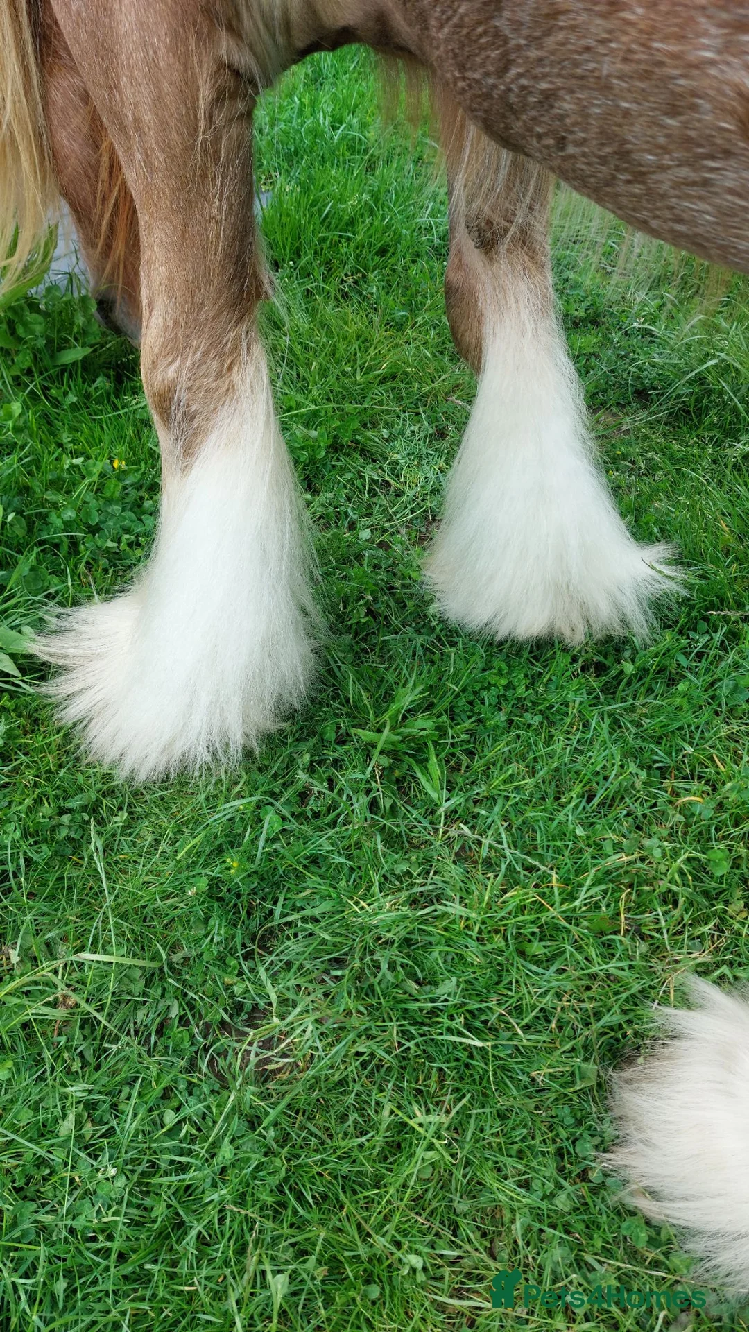 Irish Cob horses for sale: 14hh Quality Ride and Drive Cob and Show prospect - Advert 4