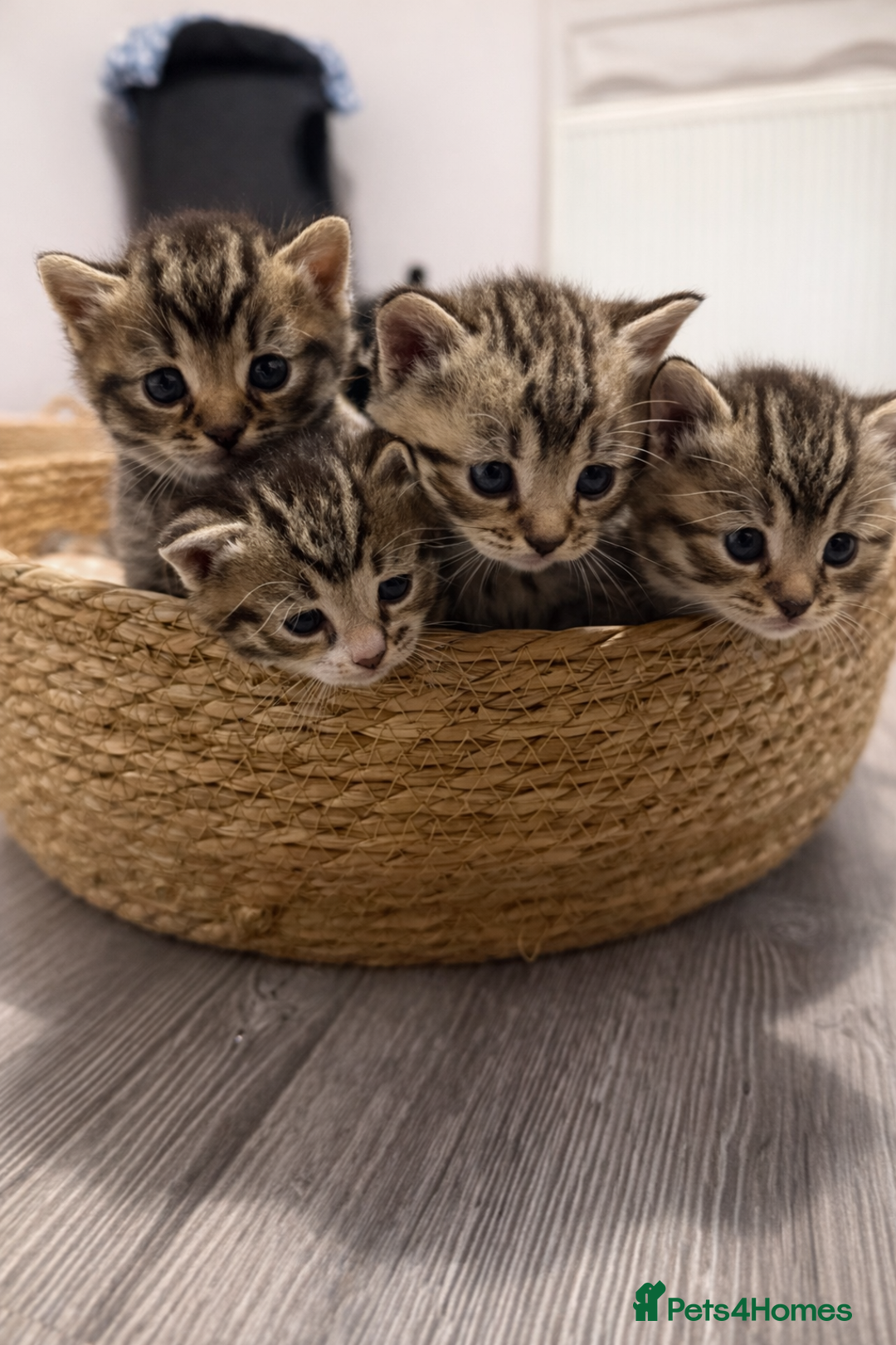 Mixed Breed cats for sale: Beautiful kittens 🐈‍⬛ - Advert 8