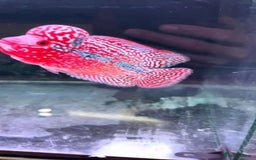 Rainbow Fish fish for sale: Flowerhorn Aquarium Fish - Image 2