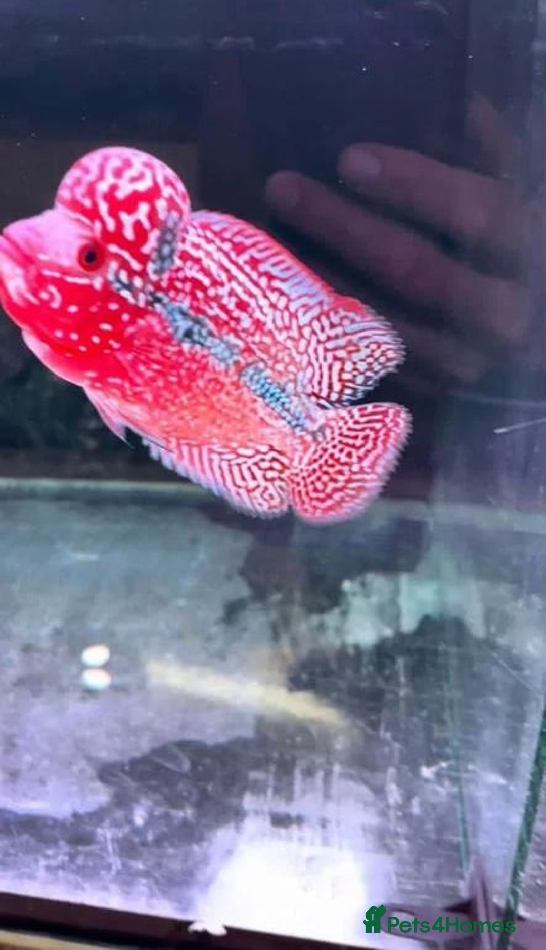 Rainbow Fish fish for sale: Flowerhorn Aquarium Fish - Image 2