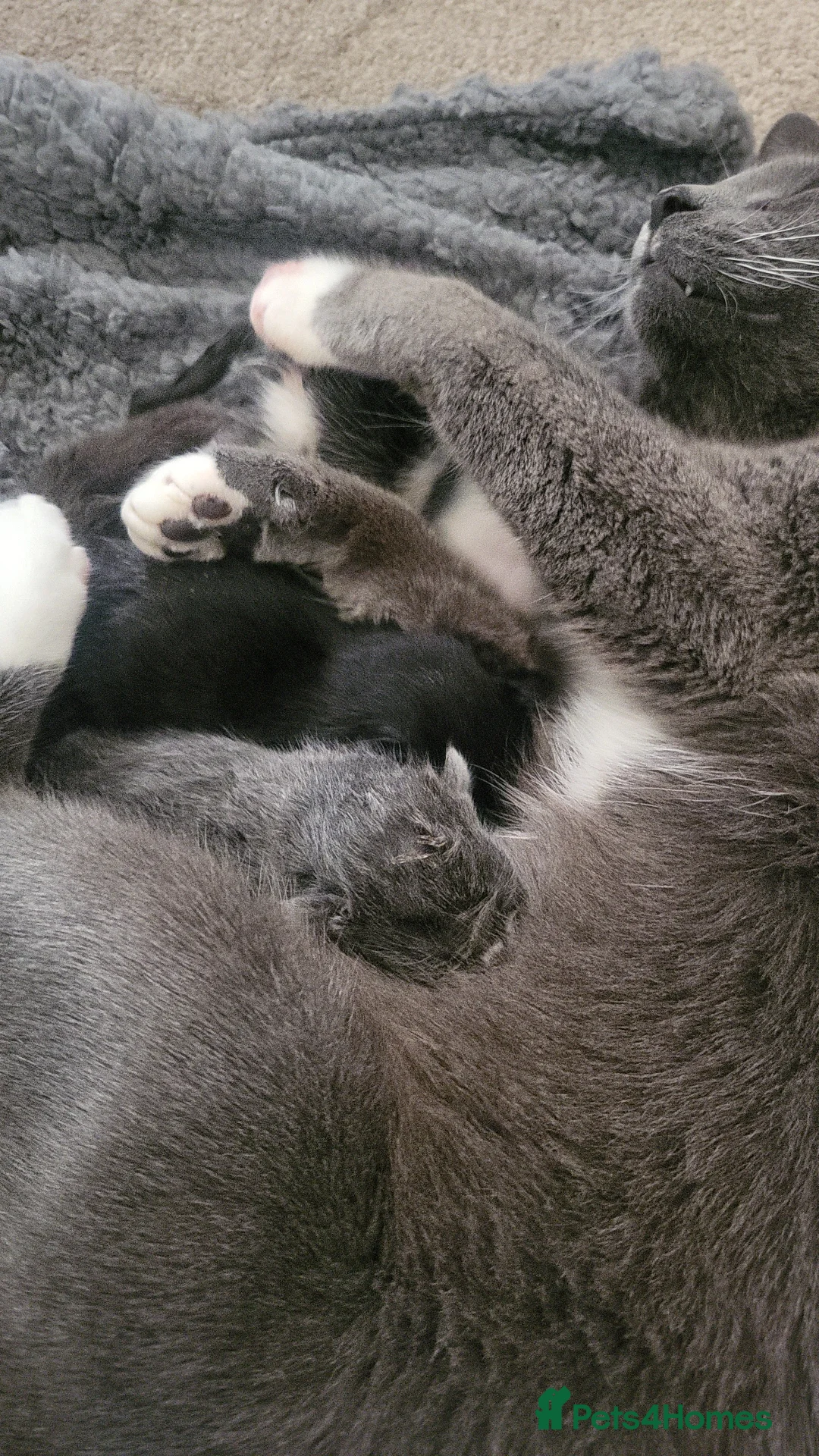 British Shorthair cats for sale: British shorthaired kittens in Derby - Advert 4