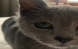 Russian Blue cats for sale: 5 Pure Pedigree Russian Blue Kittens *LAST MALE* - Image 18