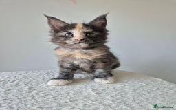 Maine Coon cats for sale: 6 TICA-Registered Maine Coon Kittens Available - Image 12