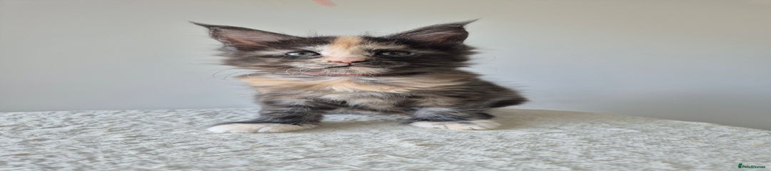 Maine Coon Kitten 5