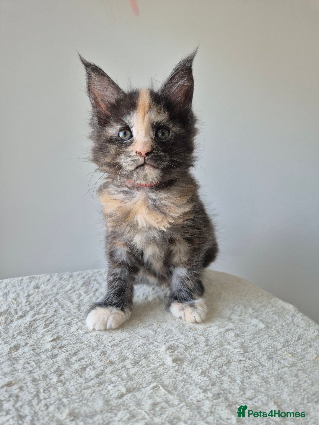 Maine Coon cats for sale: 6 TICA-Registered Maine Coon Kittens Available - Image 12