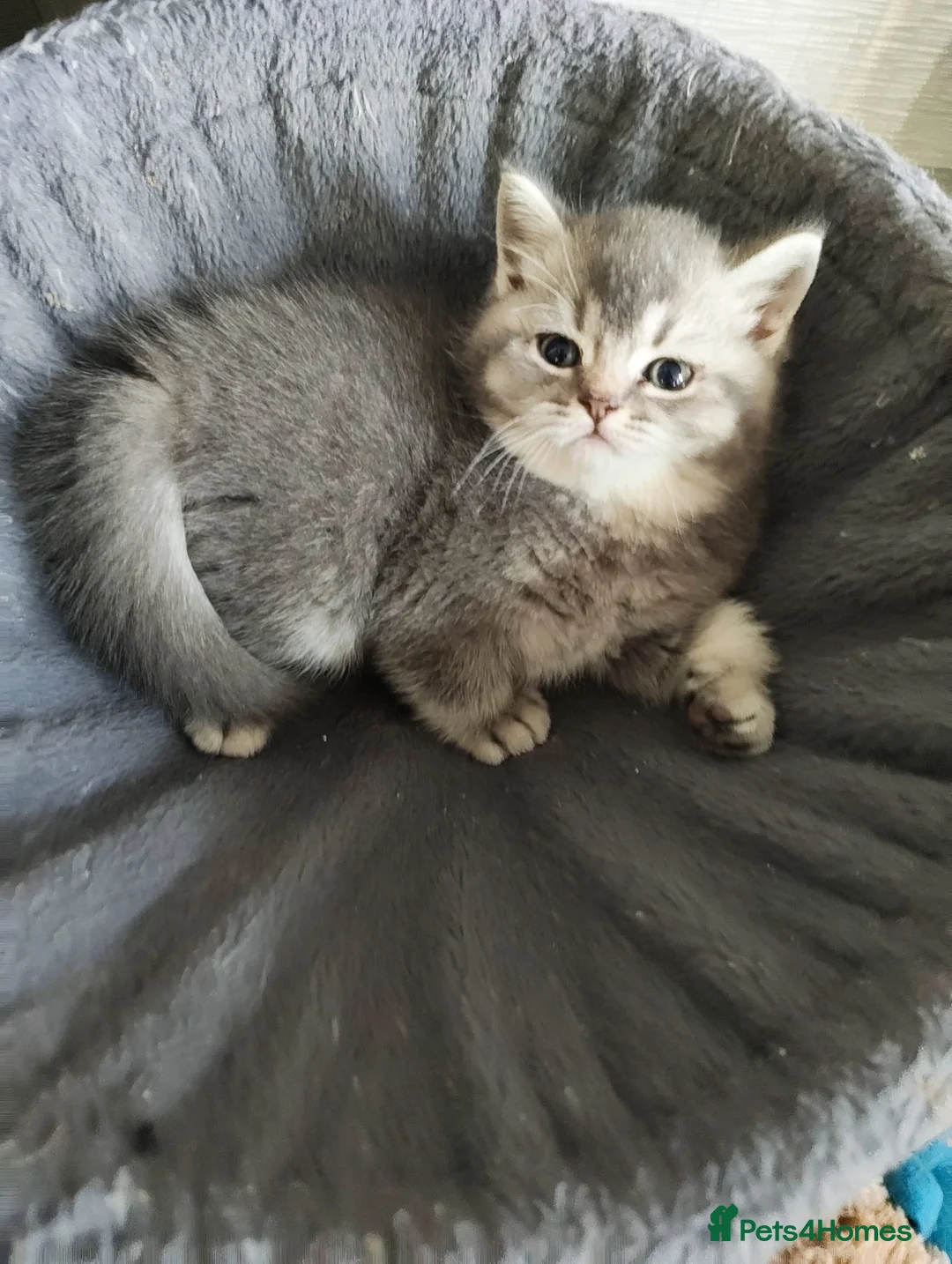 British Shorthair cats for sale: BRITISH SHORTHAIR KITTENS GCCF REGISTERED - Advert 1