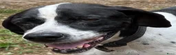 Pointer dogs for adoption: Arpa  in New Romney - Advert 9