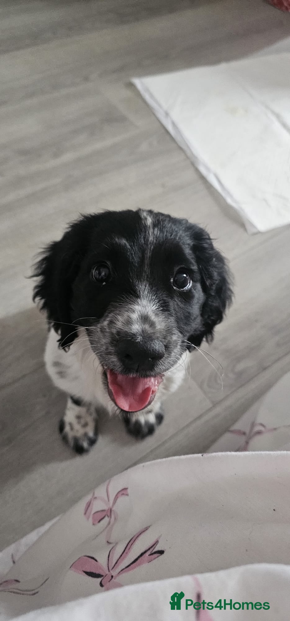 English Springer Spaniel dogs Sprocker spaniel  - Advert 2