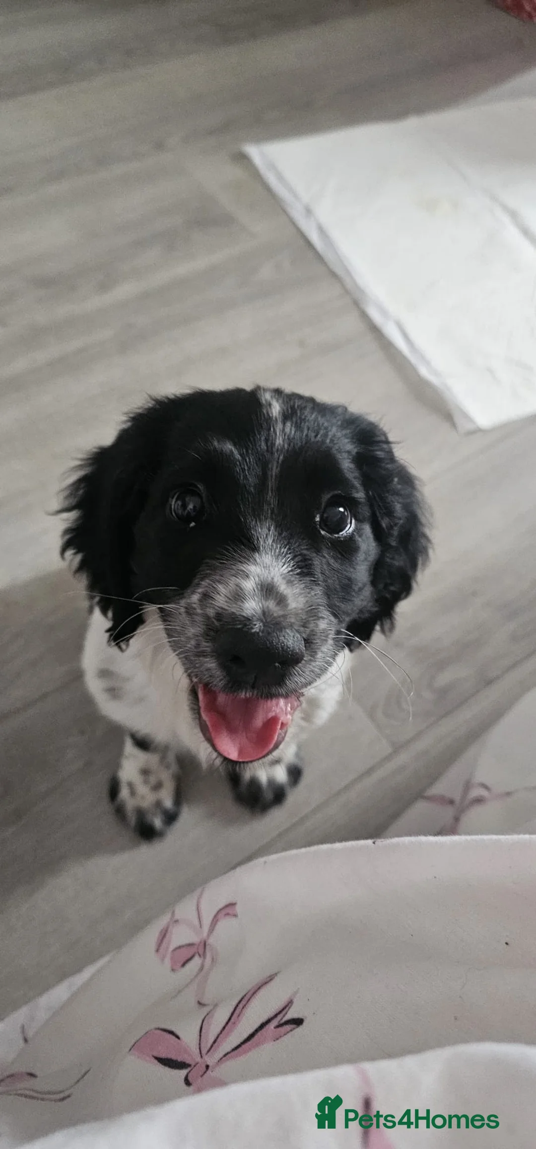 English Springer Spaniel dogs for sale: Sprocker spaniel  - Advert 1