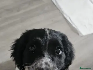 English Springer Spaniel dogs Sprocker spaniel - Advert 2