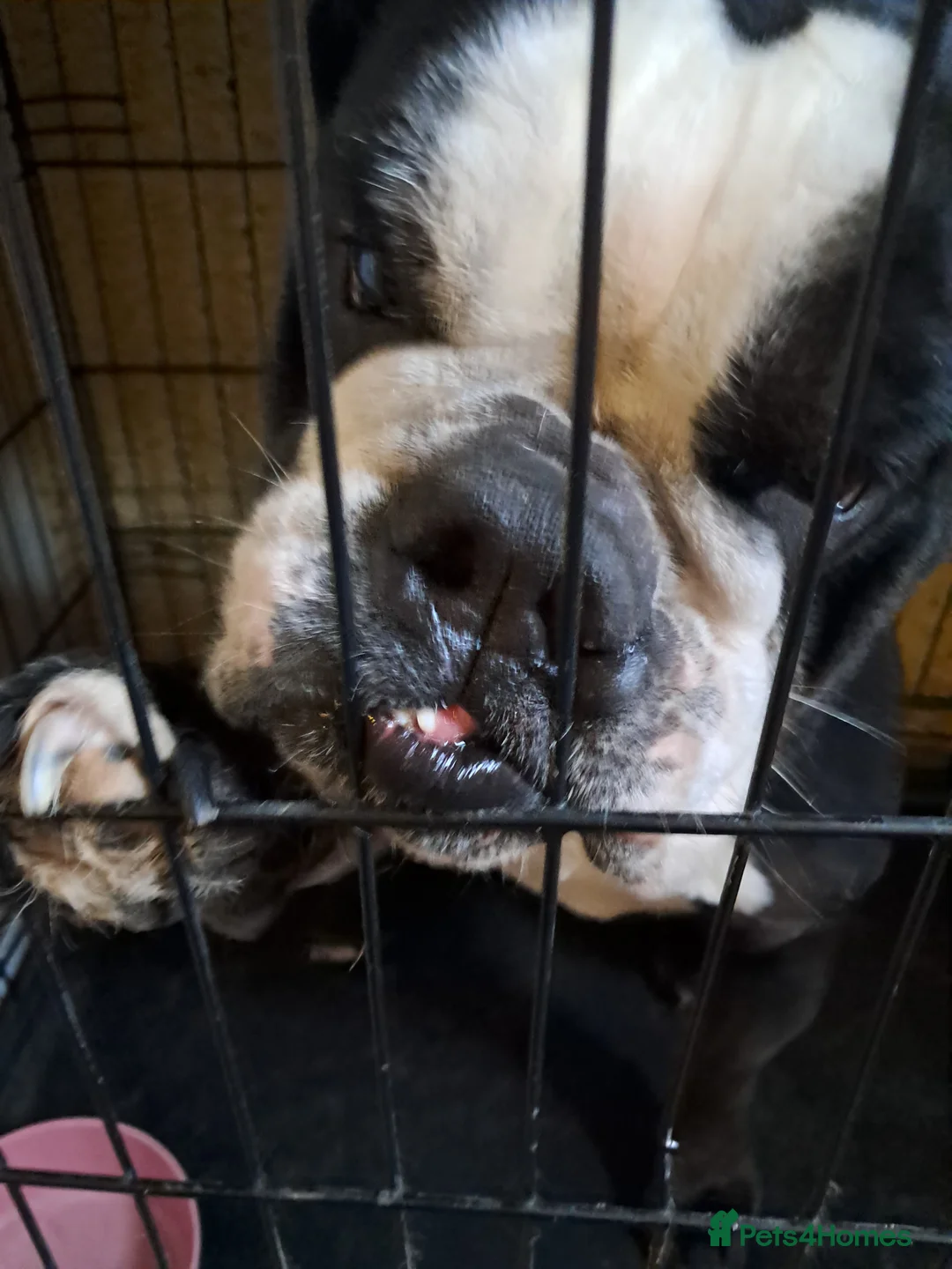 Olde English Bulldogge dogs for sale: Lily- Olde English Bulldogge  - Advert 9