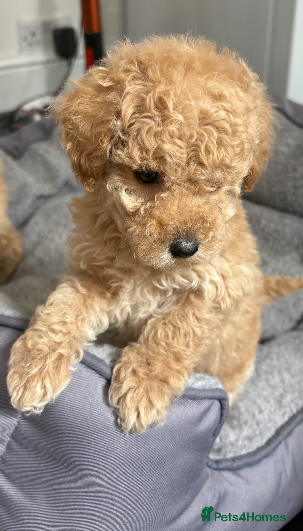 Cavapoo dogs Luxury toyf1b Cavapoo ready Friday 💙 - Advert 17